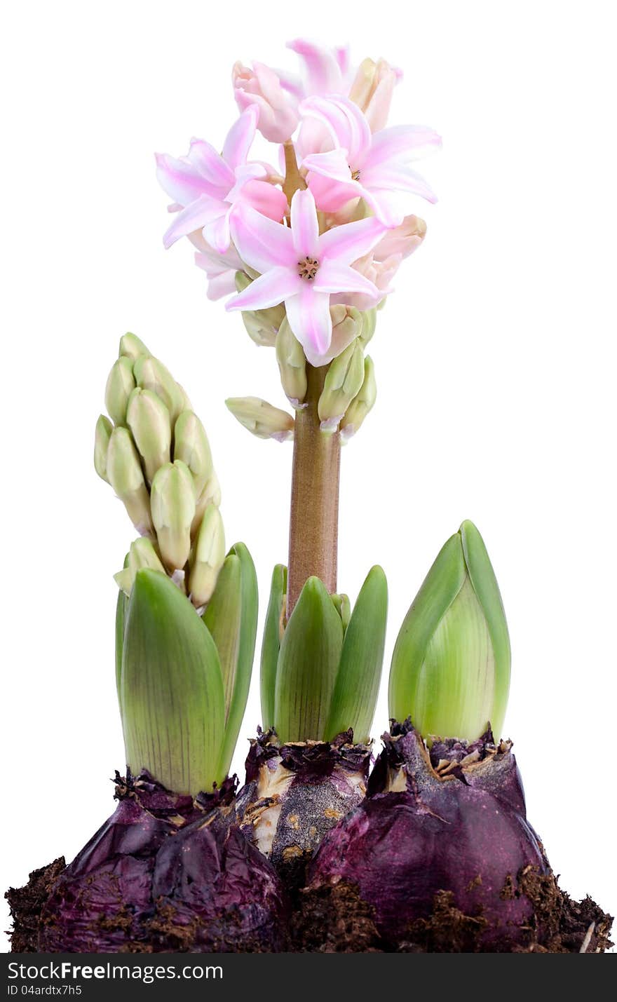 Attractive springtime flower, pinkish Hyacinth isolated on white