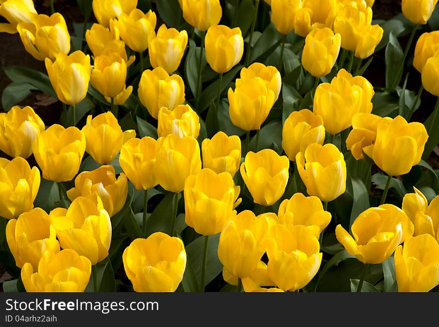 Field of yellow tulips