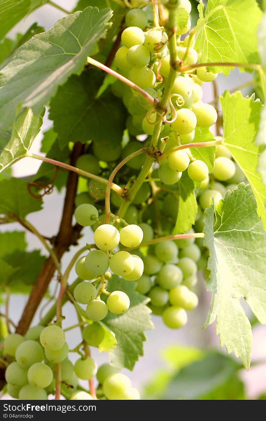 Green grapes growing on vine in bright sunshine