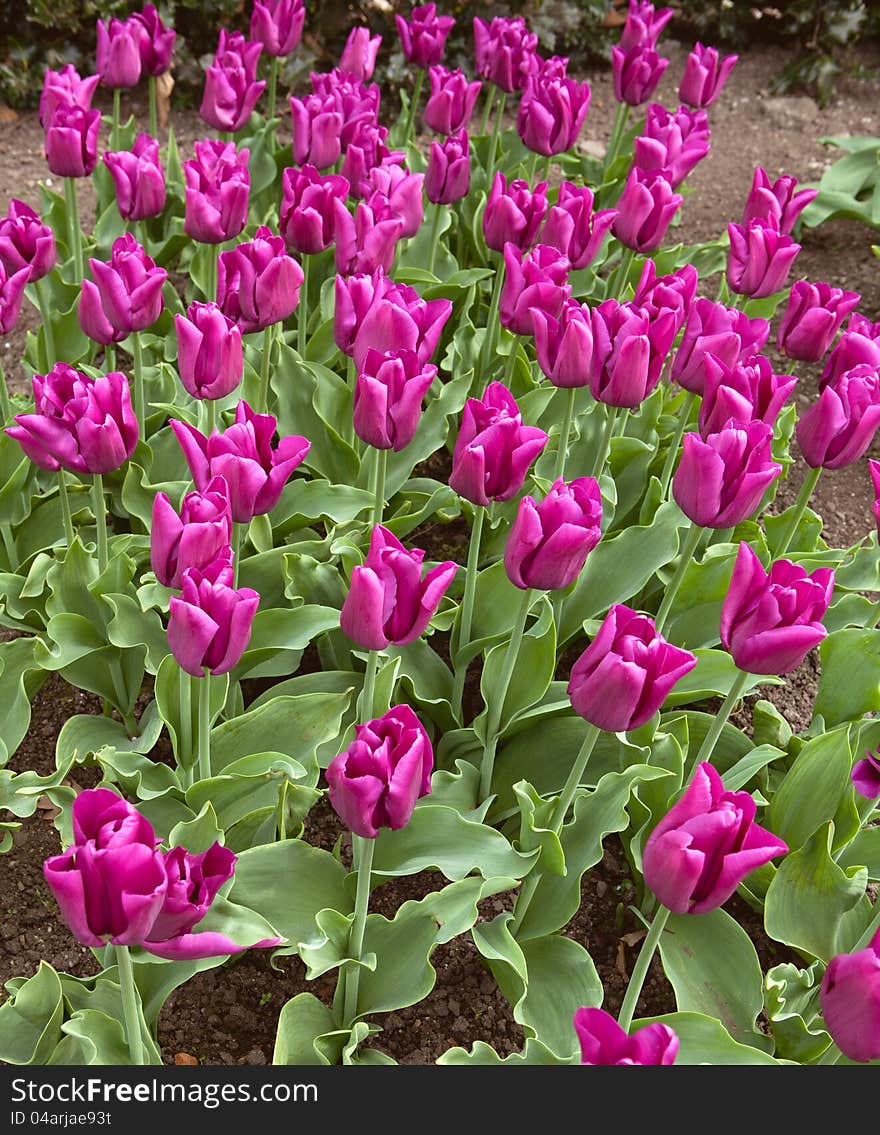 Tulips