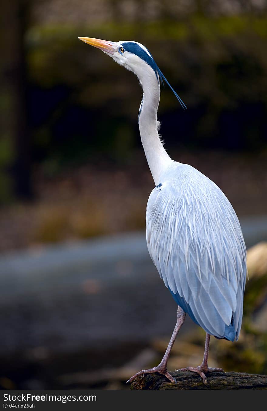 A large, graceful blue  heron. A large, graceful blue  heron