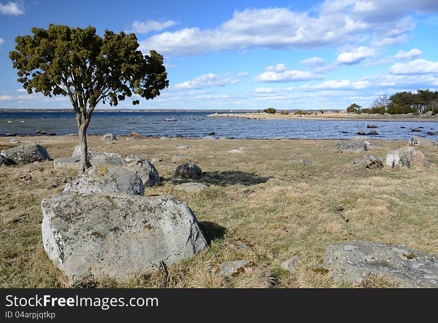 Single pine tree on Swedish sea coast. Single pine tree on Swedish sea coast