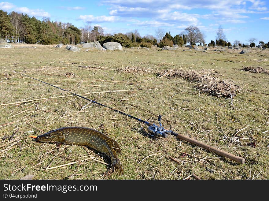 Sea Coast Pike Fishing