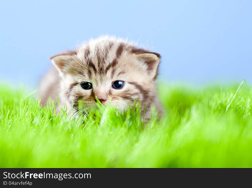 Tabby kitten Scottish lying on green grass