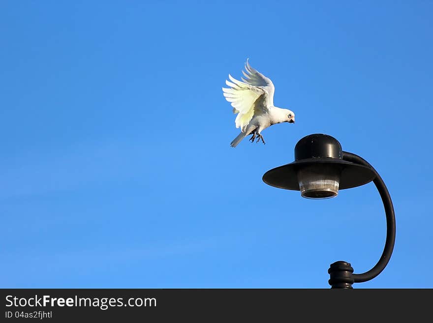 Corella Flying to Light Pole