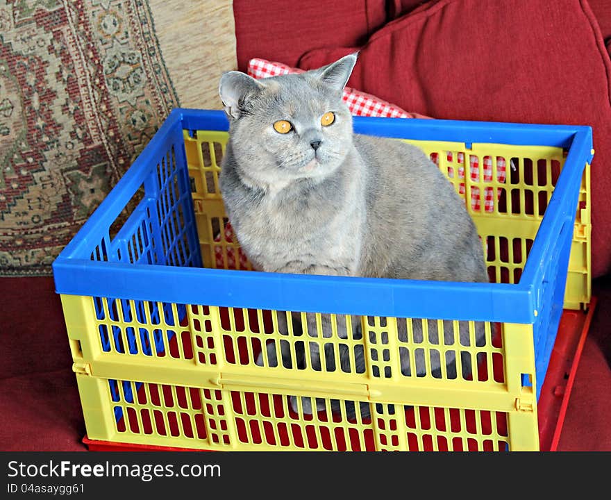 Photo of a lovely pedigree british shorthair cat not wanting to be left behind on moving day!. Photo of a lovely pedigree british shorthair cat not wanting to be left behind on moving day!