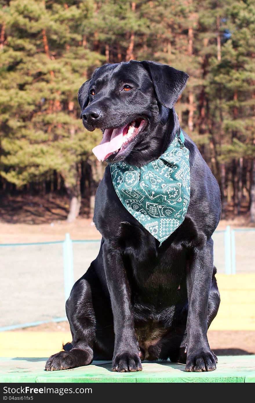 Black Labrador Retriever Portrait