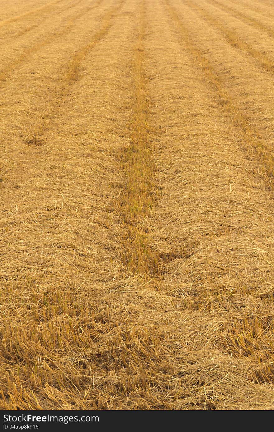 Straw after harvest