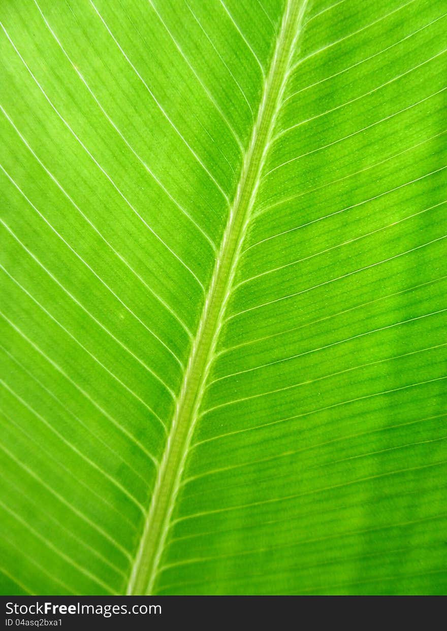 Heliconia Golden Torch Leaf