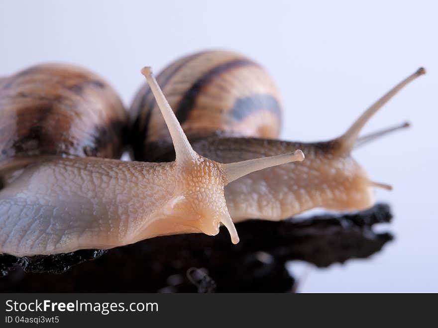 Snails on a wooden bark