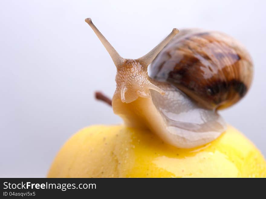 Snail on a yellow apple