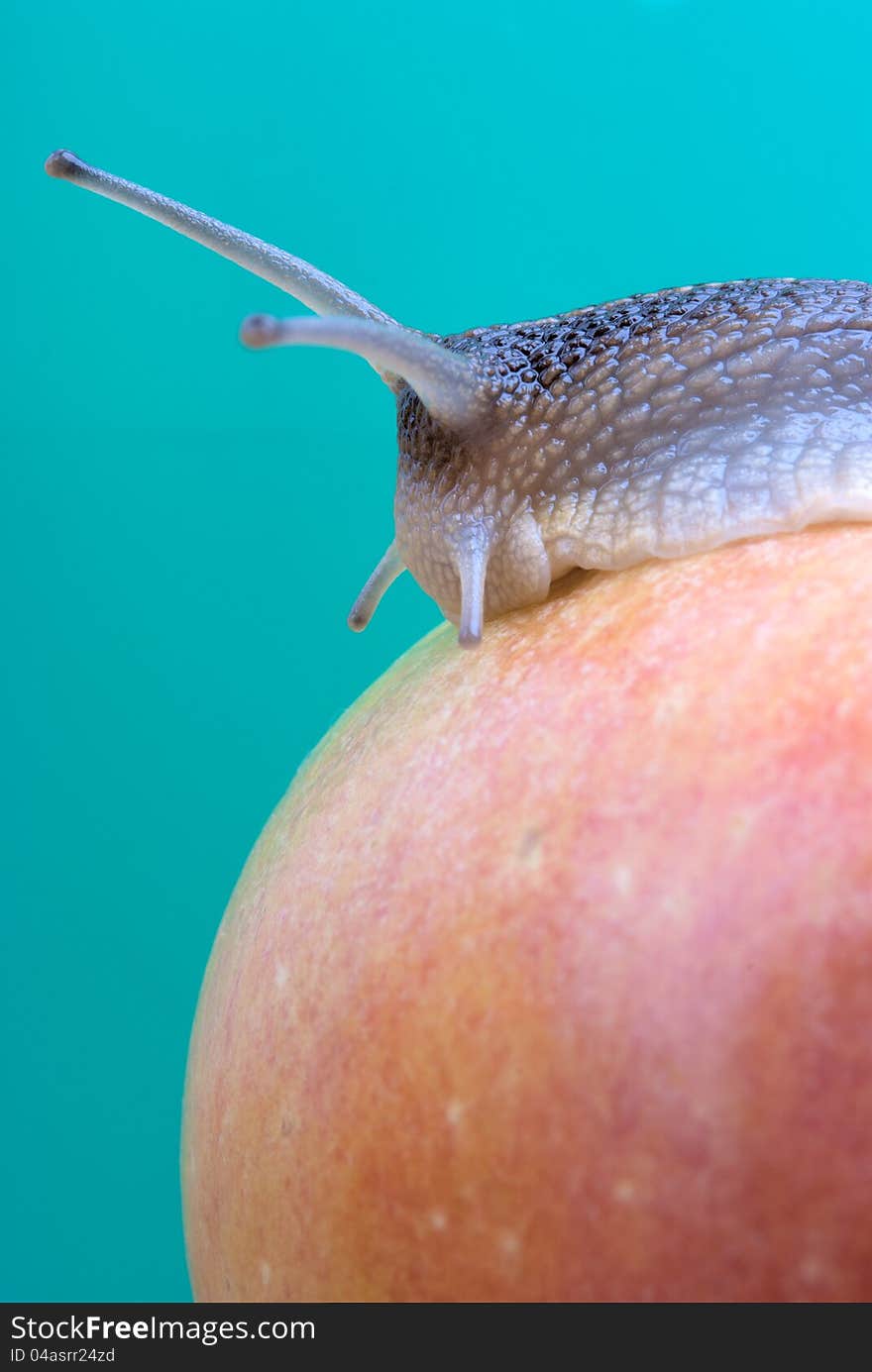 Snail on a red apple