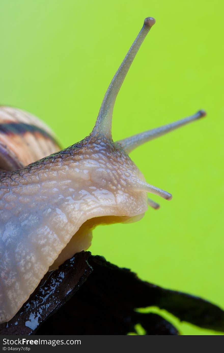 Snails on a wooden bark