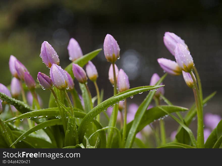 Pink Tulips bending in the rain. Pink Tulips bending in the rain