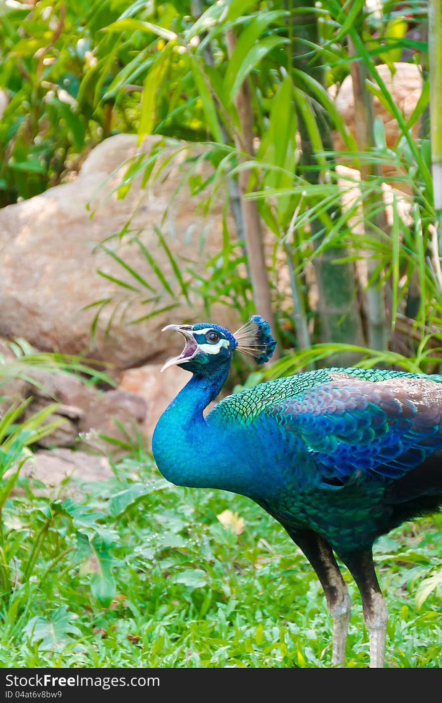 An Indian peafowl is calling out for a female to mate in the wilderness. An Indian peafowl is calling out for a female to mate in the wilderness