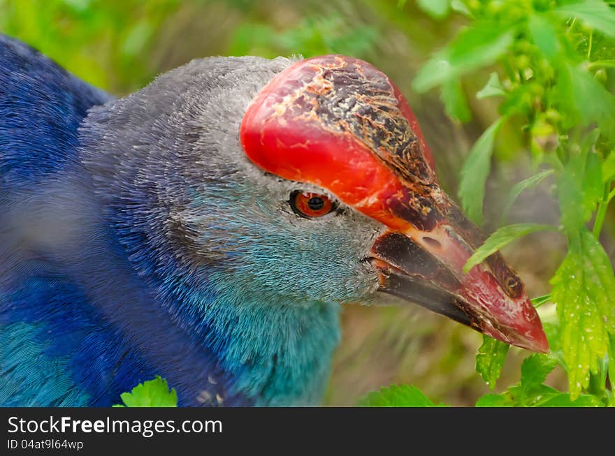 A closeup of Purple Swamphen (bird) in the wilderness. A closeup of Purple Swamphen (bird) in the wilderness.