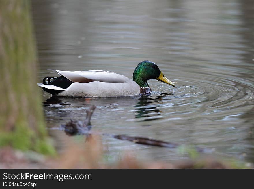 Mallard Duck in a small lake feeding