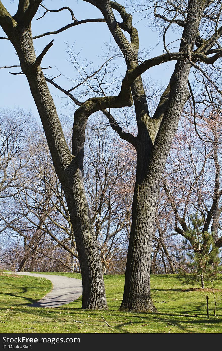 Two towering black oak trees beside paved path in early spring. Small black oak sapling nearby is tied to a protective stake. Urban park setting, no people. Vertical composition. Two towering black oak trees beside paved path in early spring. Small black oak sapling nearby is tied to a protective stake. Urban park setting, no people. Vertical composition.