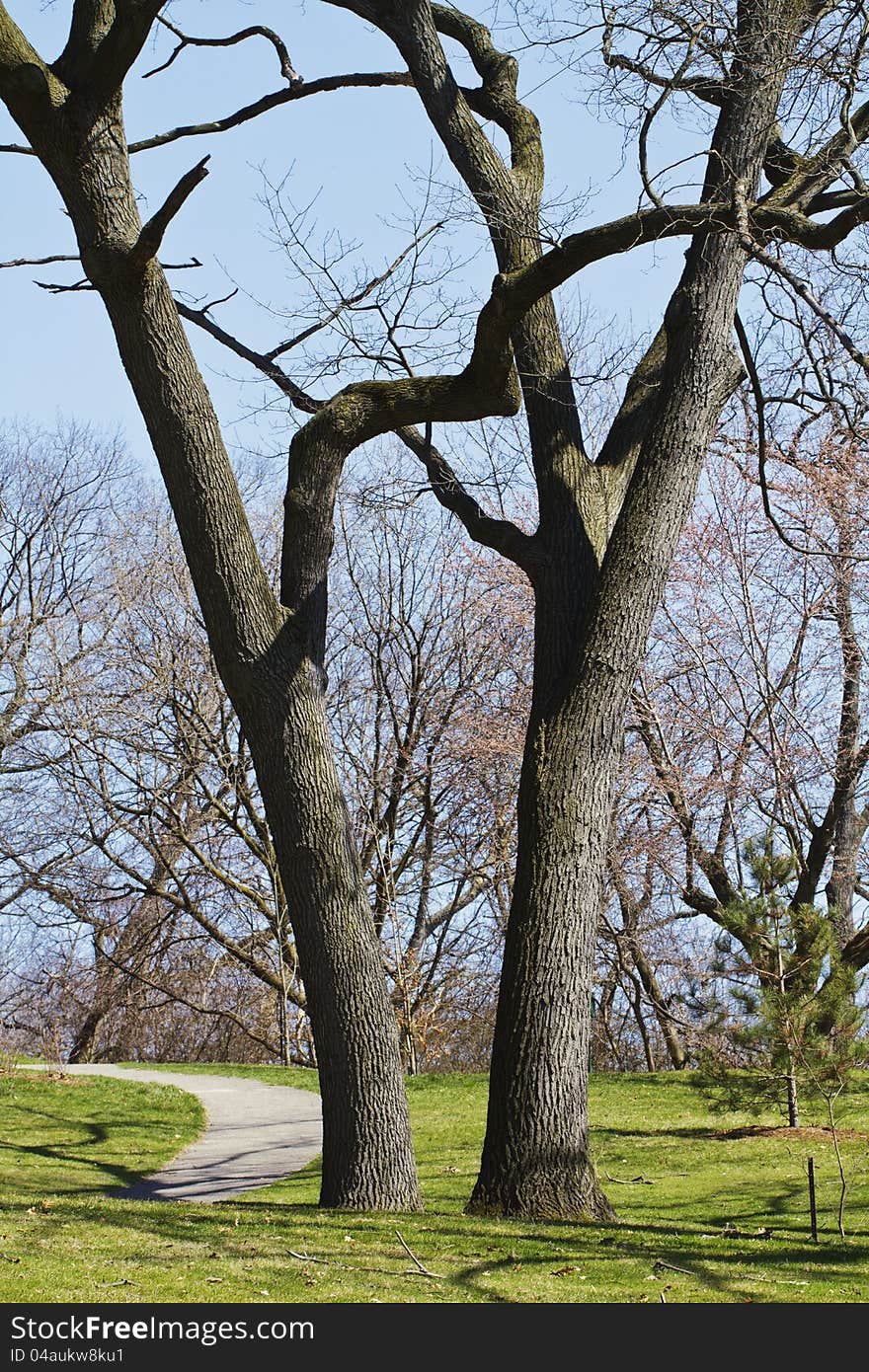 Two mature black oak trees and staked sapling