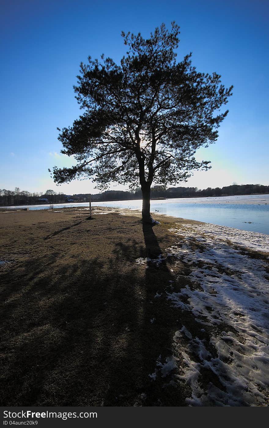 Tree alone with shadow near the lake