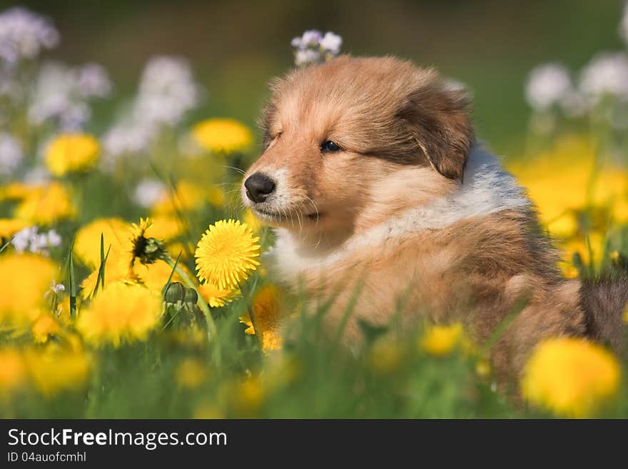 Cute Collie puppy sitting in a sea of Dandelion blossoms. Cute Collie puppy sitting in a sea of Dandelion blossoms