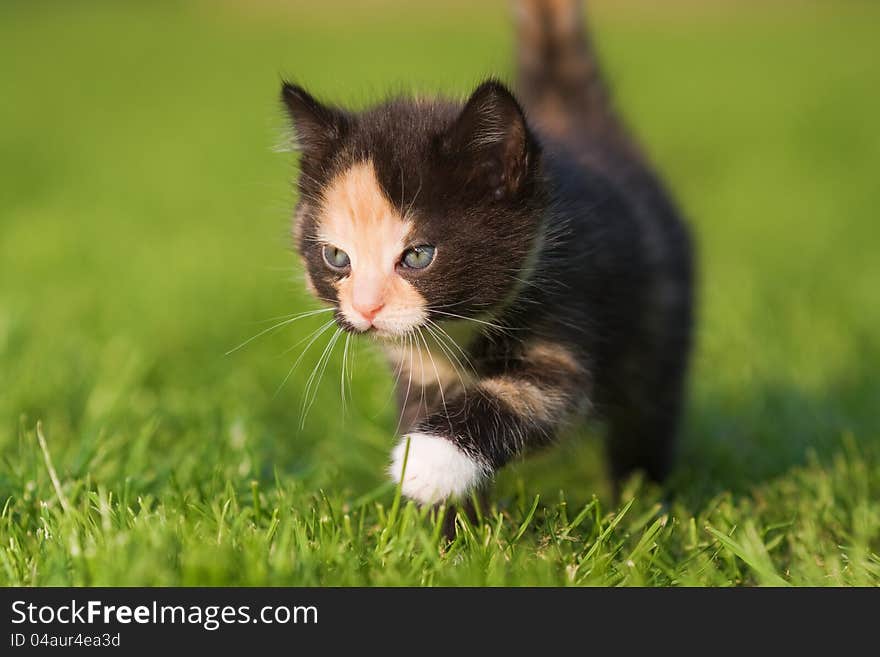 Kitten walks in the grass