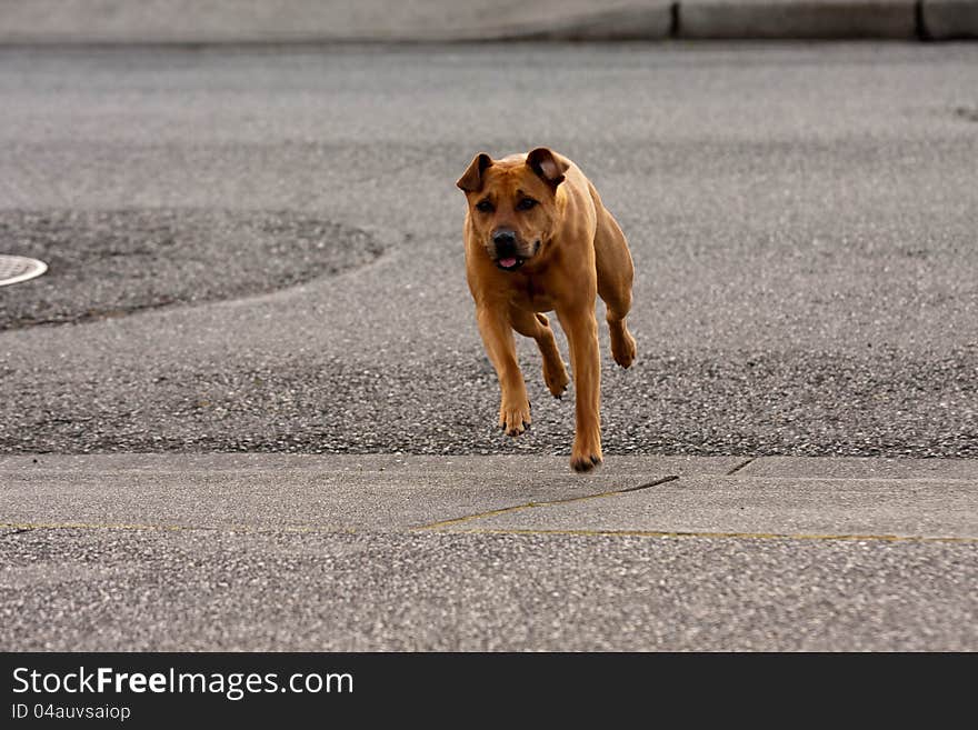 Happy running red adult dog. Happy running red adult dog