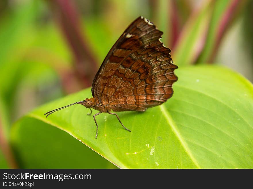 Brown butterfly on the green leaves