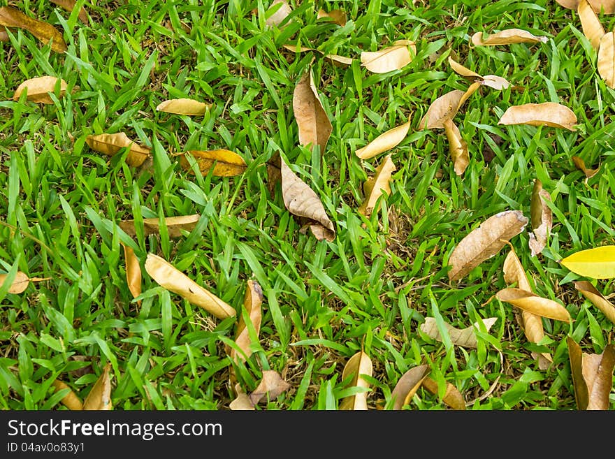 Dried leaves on green grass