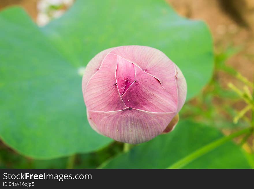 Pink lotus buds on the lotus leaf background