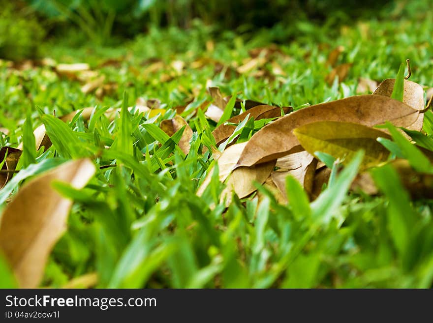 Dried leaves on green grass