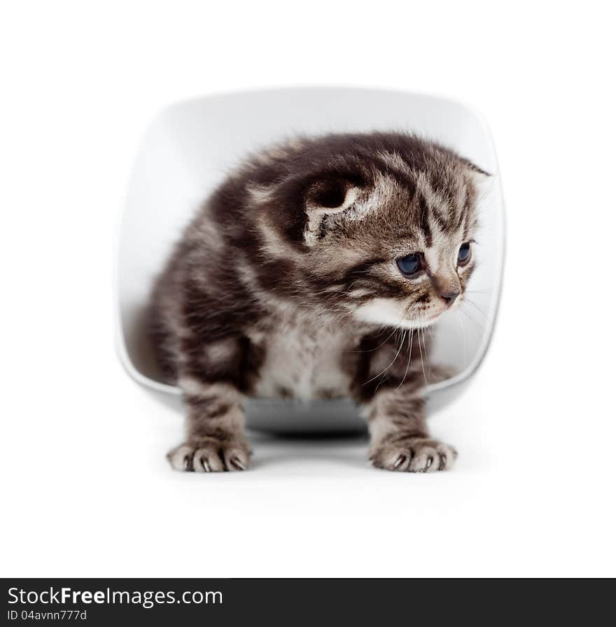 Scottish little kitten sitting in cup isolated on white