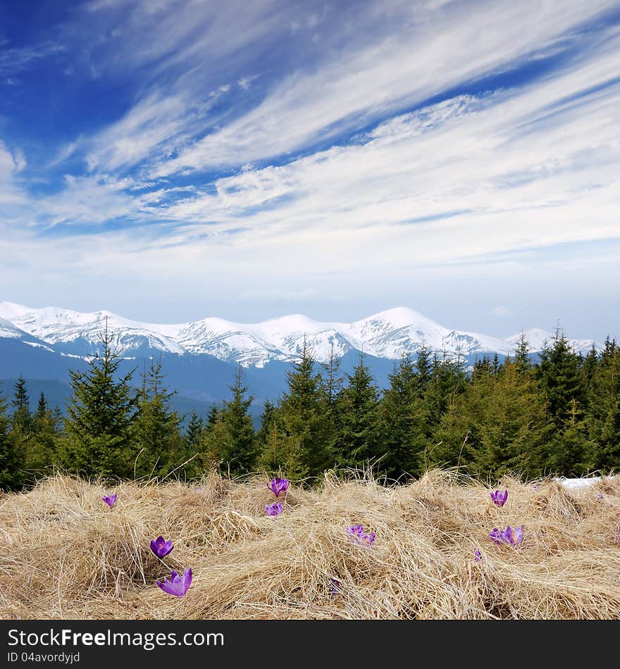 Spring landscape with the cloudy sky and Flower