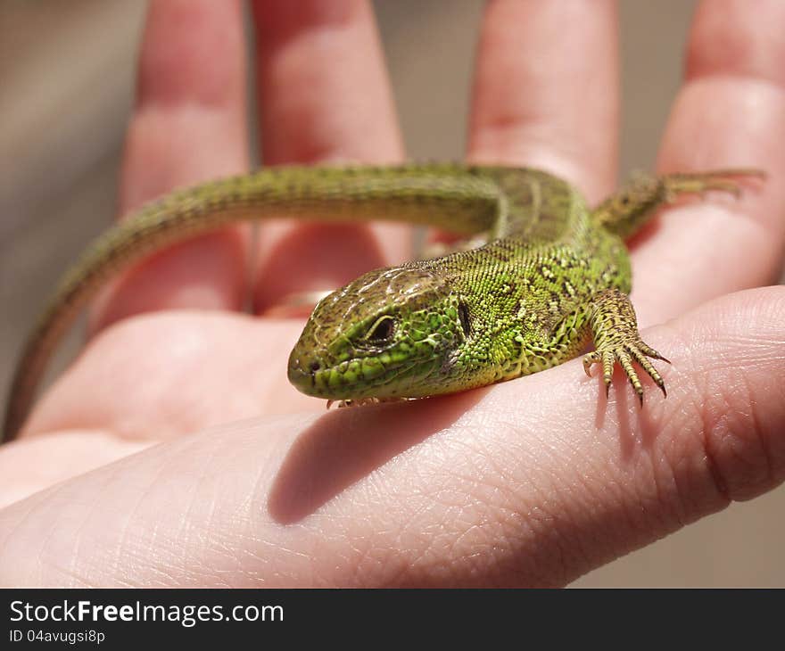 The small lizard on warmed careful palm of the person.