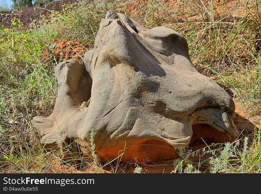 Supposed petrified remains prehistorical animal or pangolin. Supposed petrified remains prehistorical animal or pangolin.