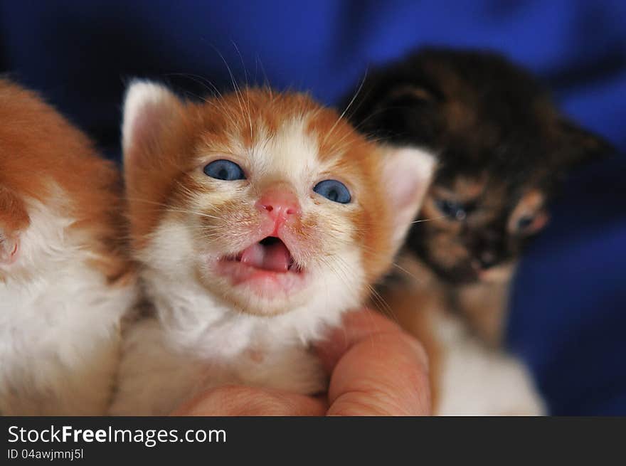 A small kitten is picked up crying mouth open. A small kitten is picked up crying mouth open