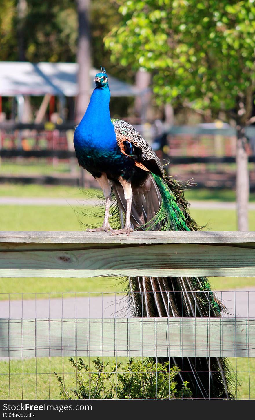 Proud peacock perched on a fence