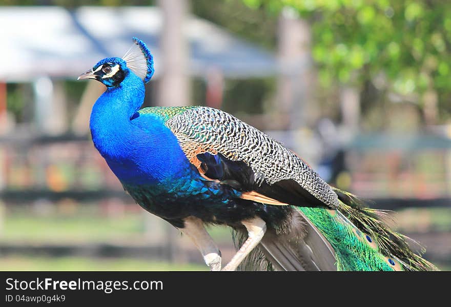 Proud peacock