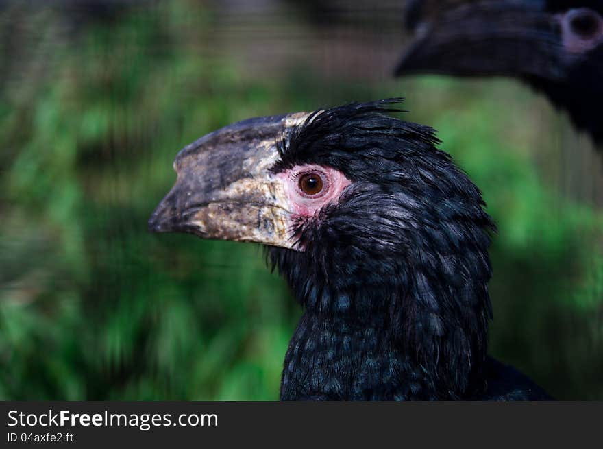 The black hornbill with one more in the bokeh on a green background. The black hornbill with one more in the bokeh on a green background