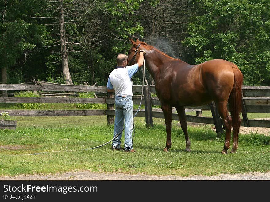 Beautiful Chestnut warmblood mare has a bath after a workout in the dressage ring. Beautiful Chestnut warmblood mare has a bath after a workout in the dressage ring.