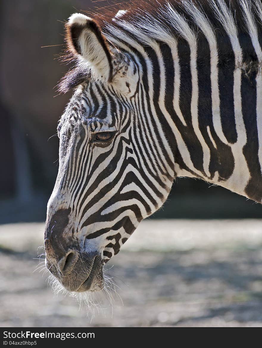 Portrait of a happy zebra. Portrait of a happy zebra