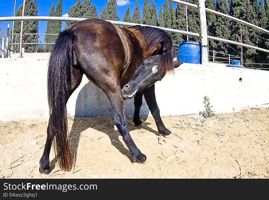 Strong chestnut stallion biting off insects from his leg.