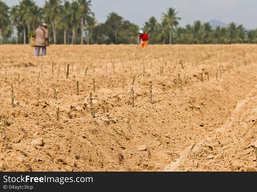 Cassava planting on cultivated land with rutted soil, Thailand