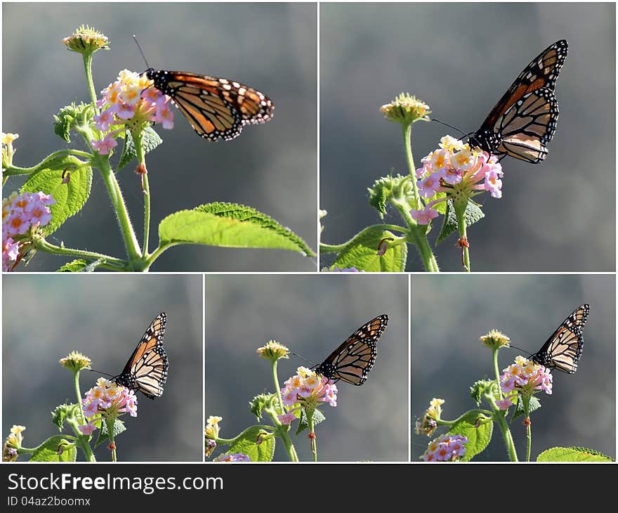 Collage Of Butterflies On Lantana