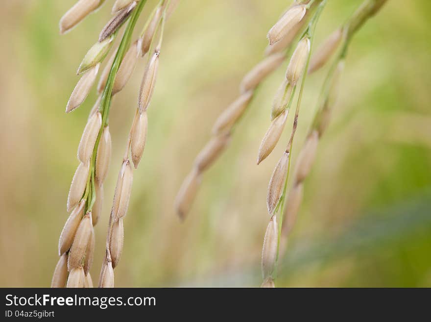 Rice in nature field, ready for harvest. Rice in nature field, ready for harvest