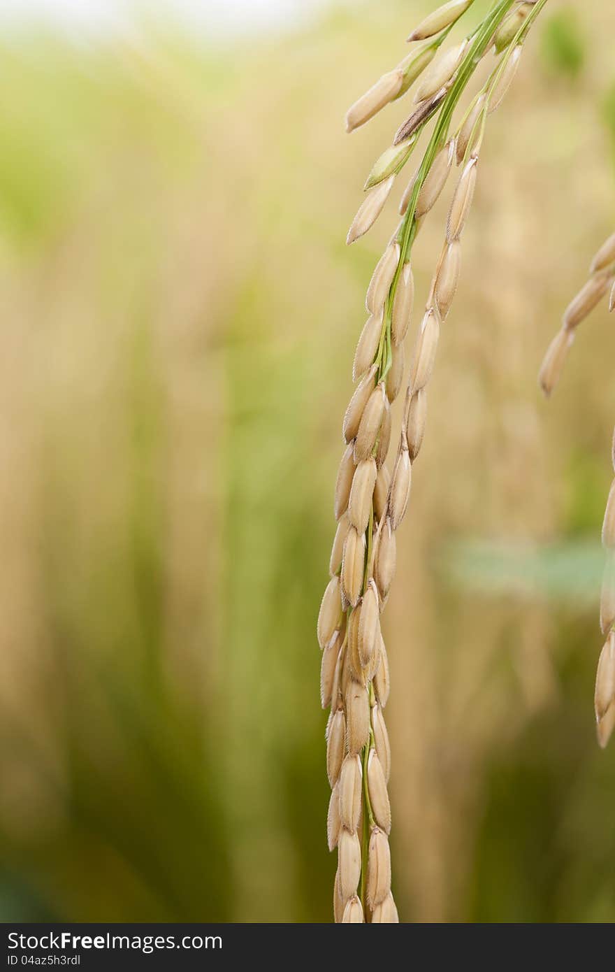 Rice in nature field, ready for harvest. Rice in nature field, ready for harvest