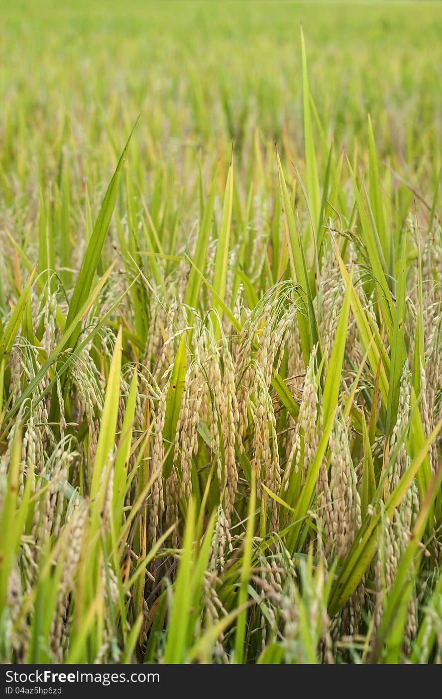 Rice in nature field, ready for harvest. Rice in nature field, ready for harvest