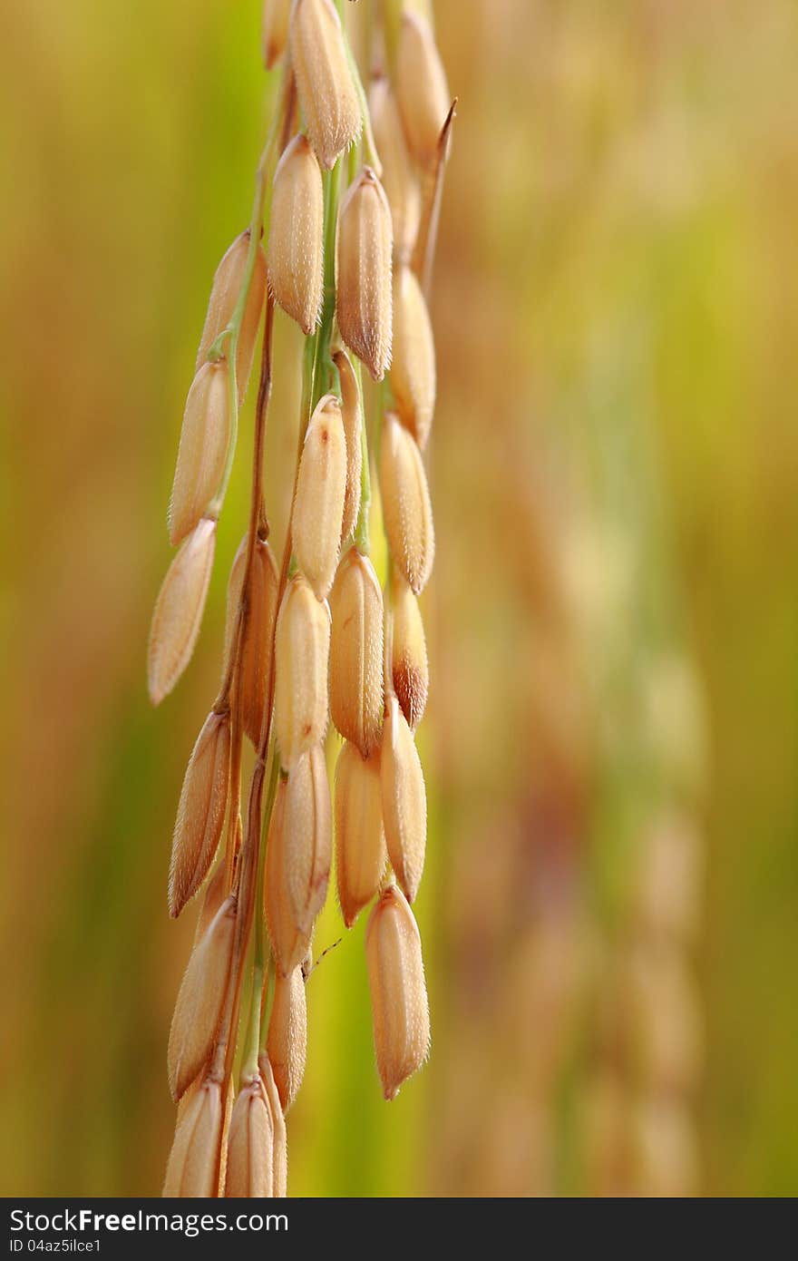 Rice in nature field, ready for harvest. Rice in nature field, ready for harvest