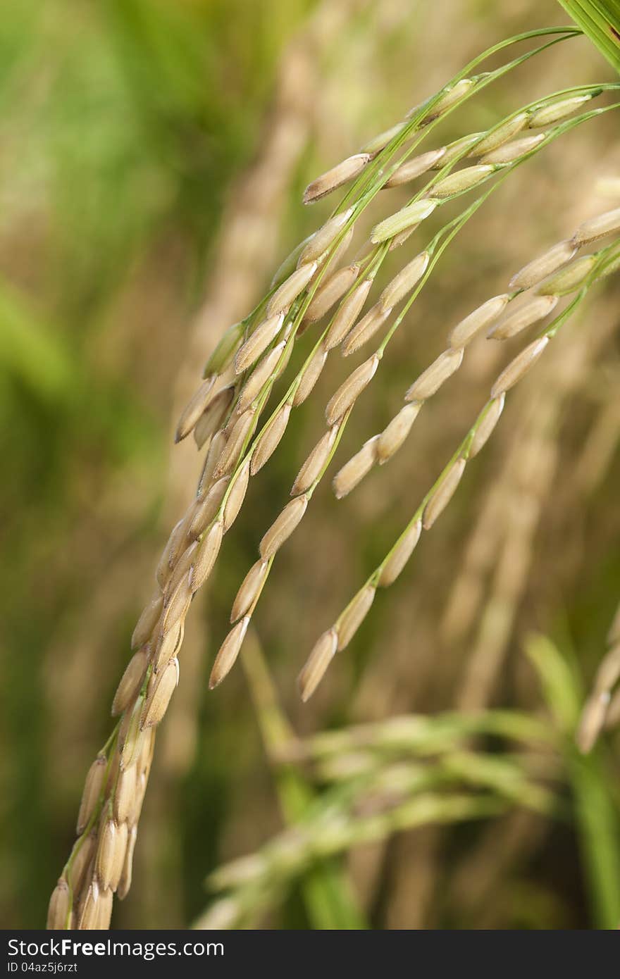 Rice in nature field, ready for harvest. Rice in nature field, ready for harvest