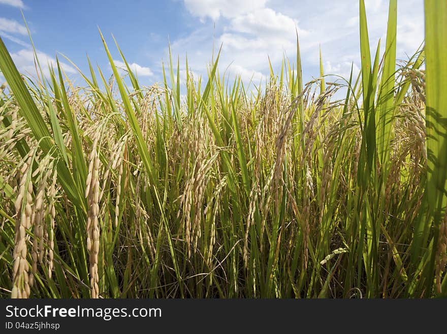 Rice field in nature with blue sky